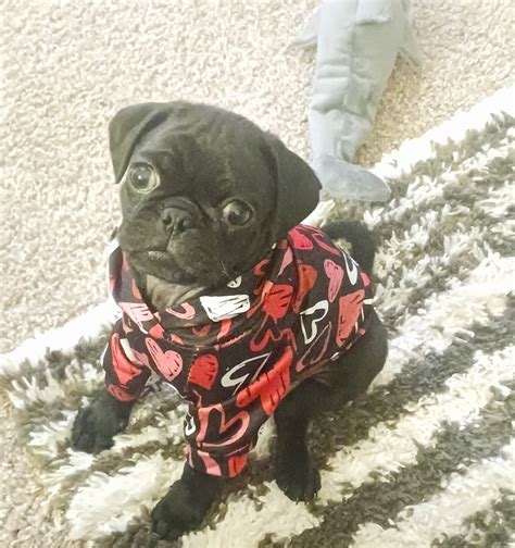 Pug Puppies for Sale in Missouri | Frenchie Pugs