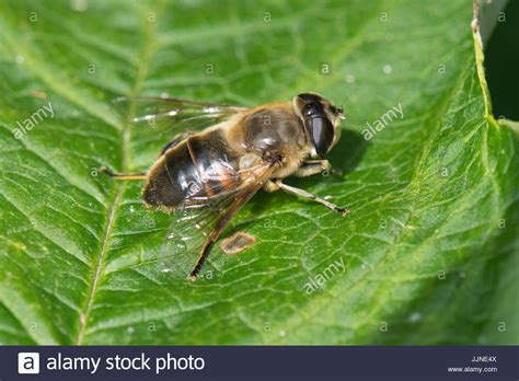 Drone Fly Insect High Resolution Stock Photography and Images - Alamy