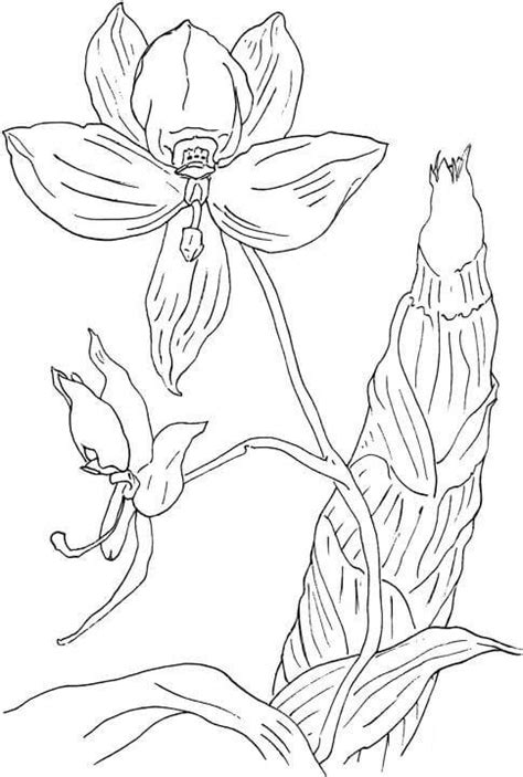 Printable Nice Orchid Flower Coloring Pages Coloring Cool