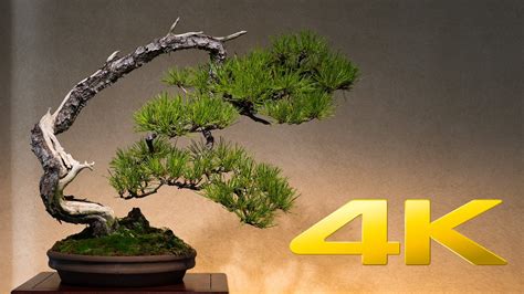 Japanese Bonsai Wallpapers - Top Free Japanese Bonsai Backgrounds ...