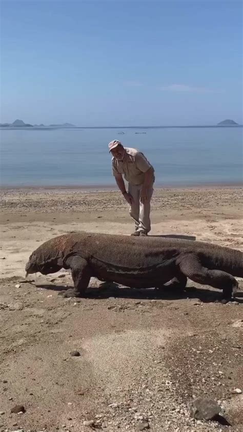 Incredible Moment A Pair Of Massive Komodo Dragons Kill A Goat