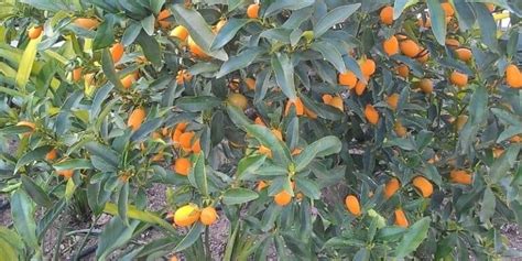 Craft The Perfect Homemade Fertilizer For Your Citrus Tree Couch To Homestead