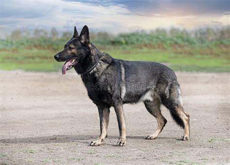 Training of German Shepherd Stock Photo - Image of sheepdog, playing ...