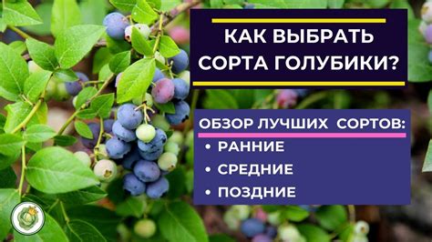 Как выбрать сорт голубики для посадки//Обзор лучших сортов голубики ...