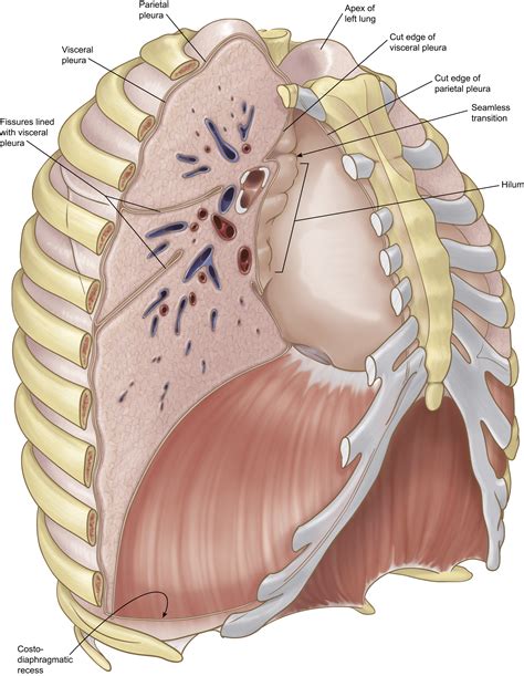 Diaphragmatic Pleura