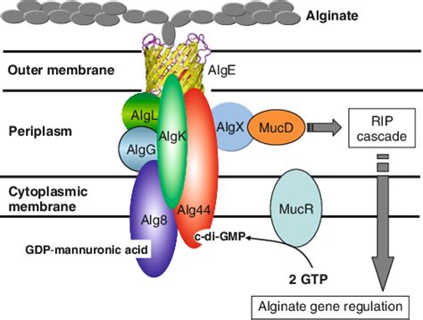 Model of the proposed multiprotein complex involved in alginate... | Download Scientific Diagram