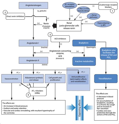 Diagram Of The Renin Angiotensin Aldosterone System Showing The Sites