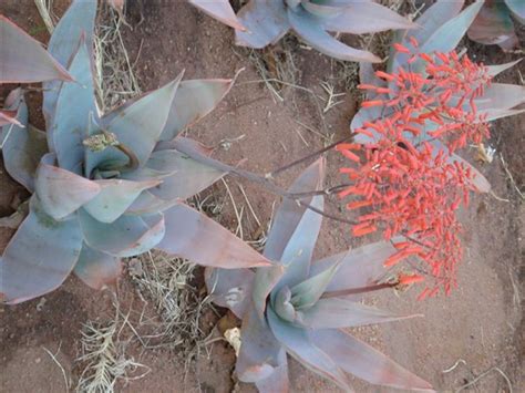 Aloe Striata 5lt Cnd Nursery