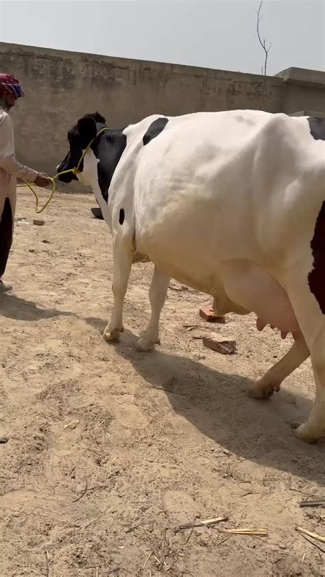 dairyfarm dairyfarming moderndairyfarming modern