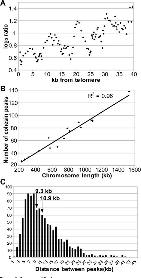 Figure 3 From Genome Wide Mapping Of The Cohesin Complex In The Yeast