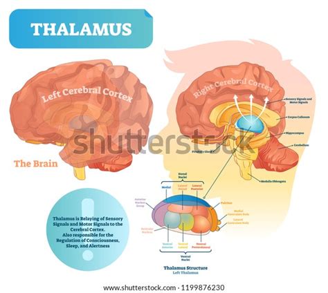 Thalamus Vector Illustration Labeled Medical Diagram Stock Vector (Royalty Free) 1199876230 ...