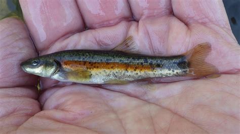 Western Blacknose Dace Photo By John Olson Unnamed Tribut Flickr