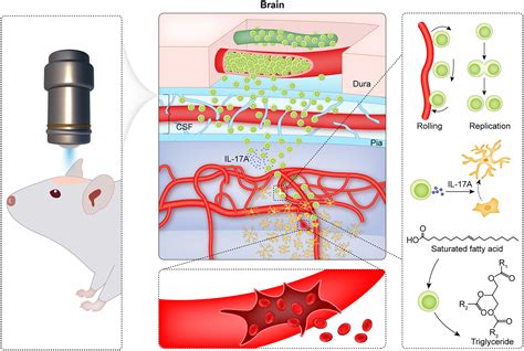 Frontiers T Cells Recruitment And Local Proliferation In Brain