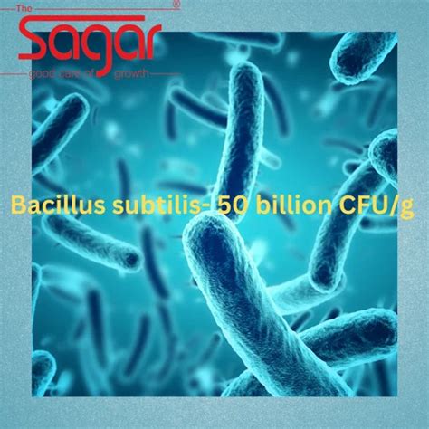 White Powder Bacillus Subtilis 50 Billion CFU G 25 Kg Packaging Size