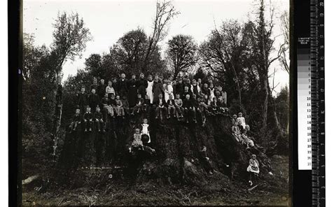 Archangel Ancient Tree Archive To Plant Clones Of World S Largest Trees