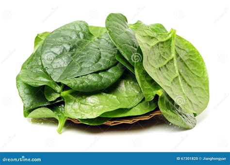 fresh malabar spinach  ceylon spinach isolated  white background
