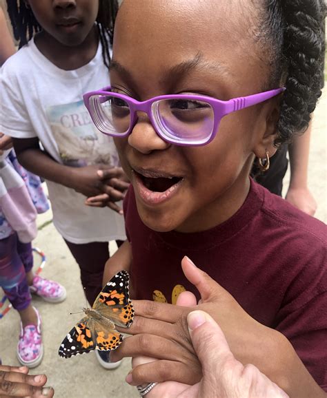 Butterflies Kits For Schools at Jonathan Dittmer blog