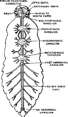 Nervous System Of Cockroach