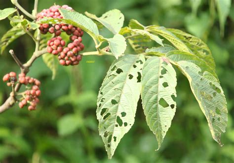 Leea Species Assam Eflora Of India