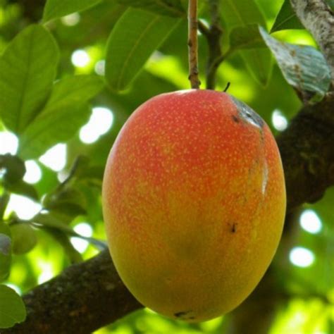 Kit 3 Mudas Manga Palmer E Haden Enxertadas Acerola Frete grátis