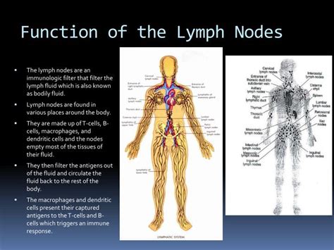 Map Of Lymph Nodes In Human Body