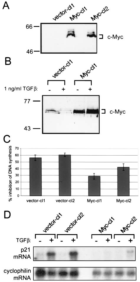 A Role For Transcriptional Repression Of P21cip1 By C Myc In Overcoming