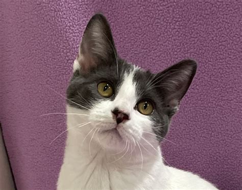 Beans is adopted! | Happy Cats Haven