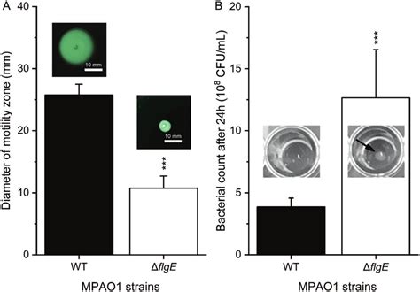 Phenotypes of MPAO1 WT and ΔflgE with respect to A swimming and B