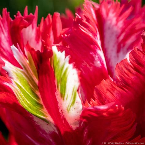 Estella Rijnveld Parrot Tulips Beautiful Flower Pictures Blog