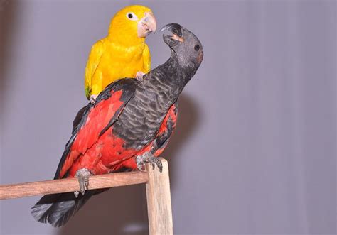 Pesquet's parrot - Alchetron, The Free Social Encyclopedia