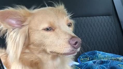 Cachorrinho Fiapo De Manga Vira Sucesso Nas Redes Sociais Assista