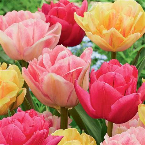 Tulip Double Dancers Bulb Mix Ornamental Bulbs