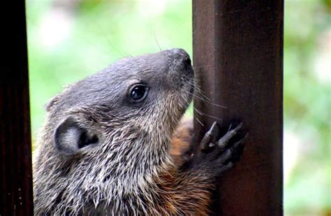 Are Groundhogs Dangerous? (Q&A About Rodent Aggressions) - AnimAnswers.com