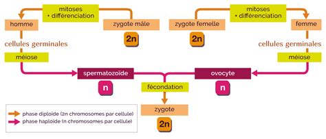 Les étapes De Reproduction Sexuée Mymaxicours