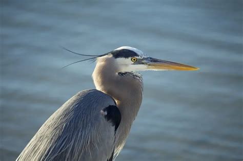 Texas Herons & Egrets: How to Tell Them Apart (with photos ...