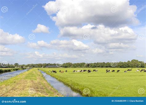 Vacas Pastoreando En El Paisaje Campesino En Los Pastos Tranquilos Y