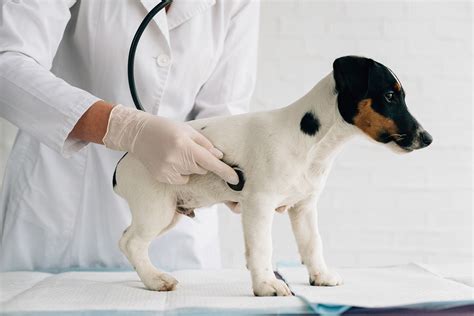 Stomach Bloat In Dogs What Is It And What Are The Signs Ellevet