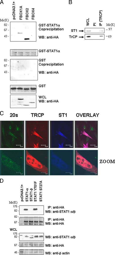 ERK and the F box Protein βTRCP Target STAT1 for Degradation Journal