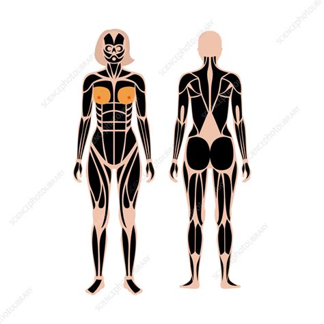 Female Muscular System Illustration Stock Image F