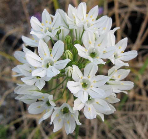 Triteleia Hyacinthina Telos Rare Bulbs