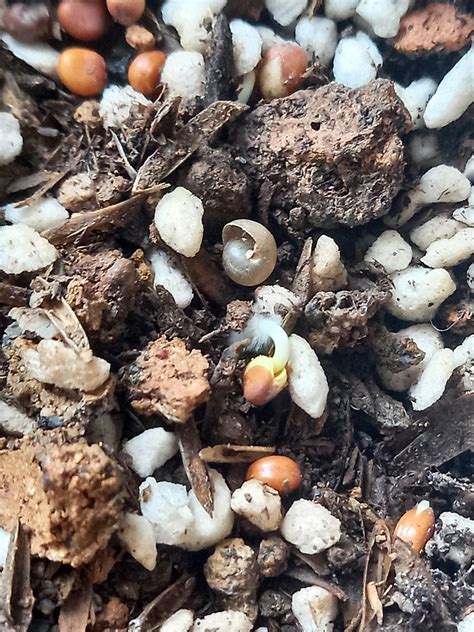 seeds tree  photo  pixabay pixabay