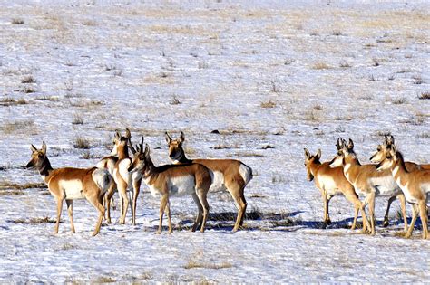 Pronghorn Horns Antelope - Free photo on Pixabay - Pixabay