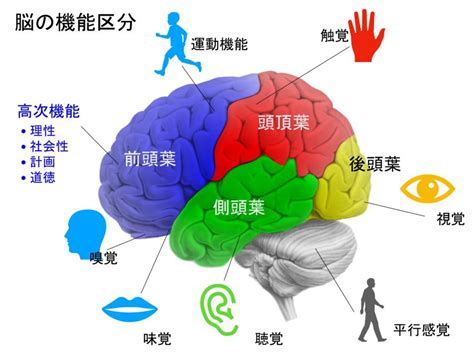 大脳皮質の機能に重要な2つの領野の役割 脳外臨床歩行セミナー