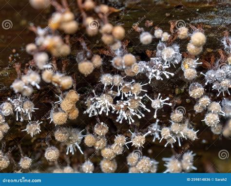 Closeup Macro Shot Of Parasitic Fungus Polycephalomyces Tomentosus