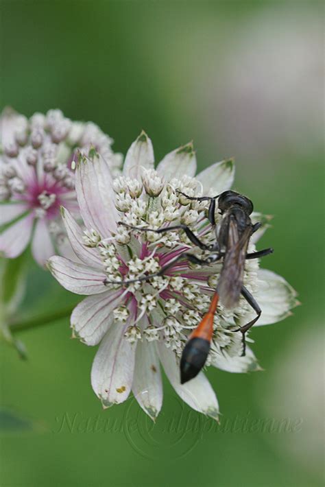 Photo Nature Lilliputienne Macrophotographies Ammophila Sabulosa L