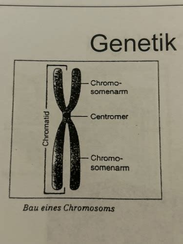 Genetik Karteikarten Quizlet