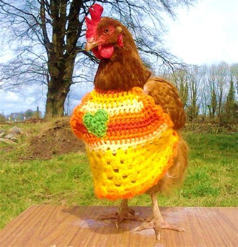 What All The Best Dressed Chickens Are Wearing Cute Chickens 39360