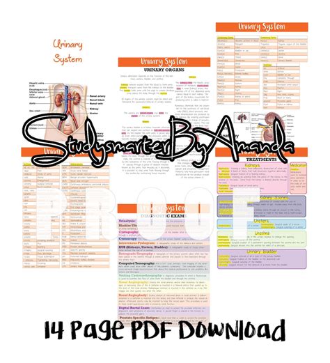 Urinary System Medical Terminology Etsy