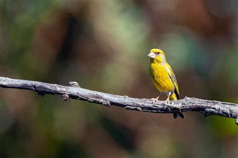 El verderón europeo es un pequeño pájaro paseriforme de la familia de