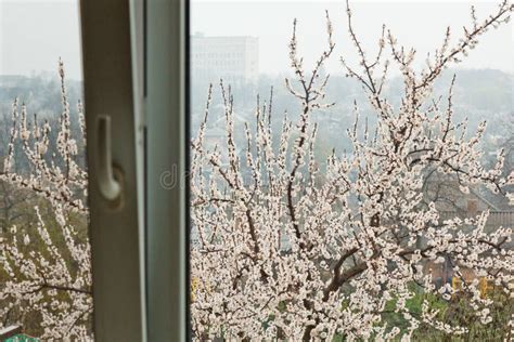 Flor De Cerejeira Fora Da Janela Da Casa Na Vila Paisagem Da Mola O